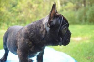 FRENCH BULLDOG PUPPY-VOLDEMAR
