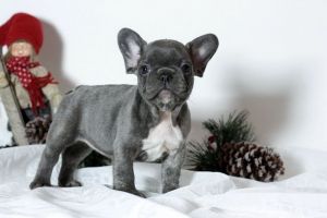 Grey French Bulldog Puppies Available