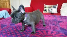French Bulldog Puppies Ready Now!!
