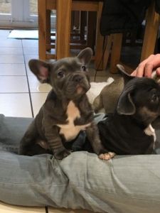 Kc Registered Frenchie Pups For Sale
