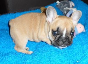 Beautiful Akc French bulldog pup available