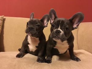 Active male and female french bulldog pups