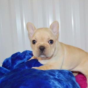 maggie french bulldog female cream