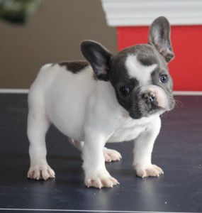 French bulldog puppies