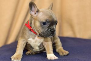 Beautiful AKC registered French Bulldog puppies available