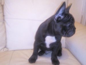 blue french bulldog male and female