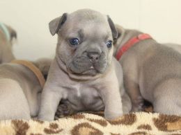 Blue Sable, Choc Carrier