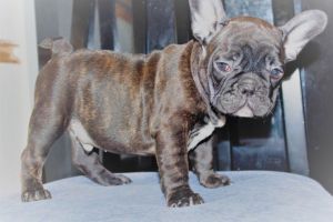 Cute french bulldog puppies ***