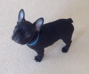 french bulldogs male and female
