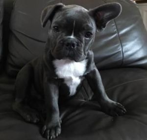 Gorgeous French Bulldog Puppies
