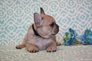 French bulldog puppies