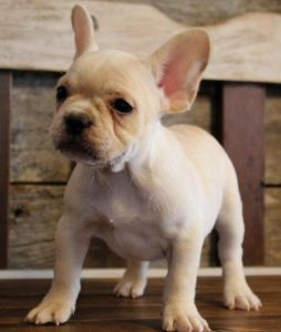 Blue, Black French Bulldogs 2 Girls 1 Boy