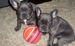 Blue Eye French Bulldog puppies 11 weeks old