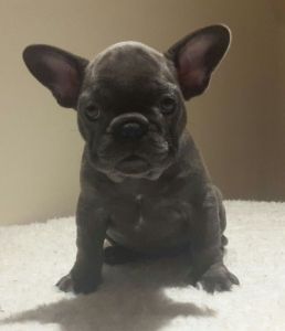 Quality French Bulldog Puppies Kc Registered