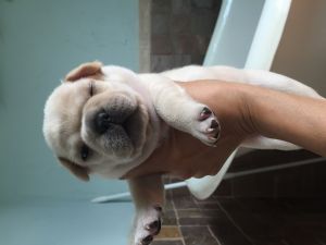 Gorgeous French bulldog puppies