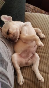 French Bulldog Puppy