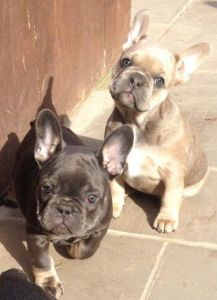 French Bulldog Puppies