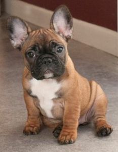 XXXX french bulldog XXXX Ready Now