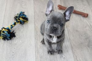(ready Now) Kc French Bulldog
