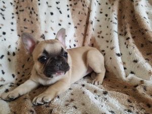 French Bulldog Triple & Quad Pups!!