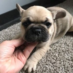 Kissy Female French Bulldog AKC