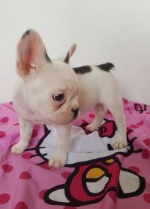 Babette. She is a stunning blue fawn female.French Bulldog