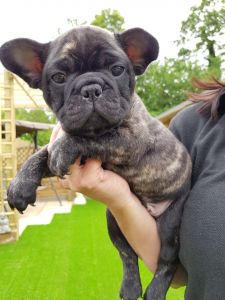 2 Dark Brindle Boys Kc Reg