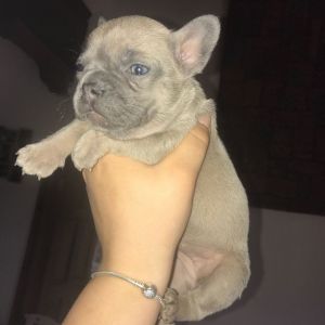 Lilac & Lilac Fawn French Bulldogs