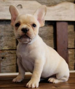 Cream French Bulldog Boys Kc Reg