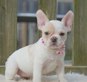 French Bulldog Puppies For Lovely Homes. Text me (***) ***-***7