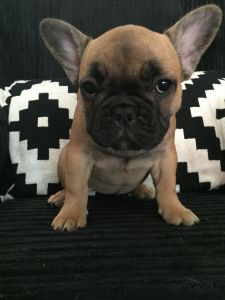 Quality Stunning French Bulldog Puppies
