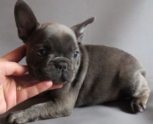French bulldogs ready for there new homes now