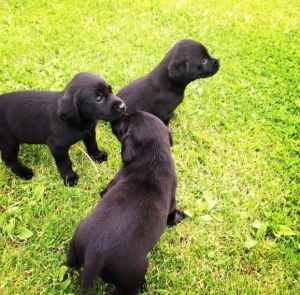 Stunning Blue French Bulldog Puppies