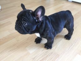 Georgeous Chunky Brindle Boy For Sale