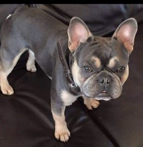 Quality Fawn French Bulldog Puppies Kc Reg