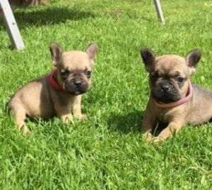 french bulldog puppies available