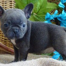 Ayatddbbee Quality Quads For Sale