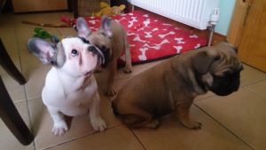 French Bulldog puppies
