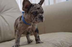 Kc Reg French Bulldogs At Carriers Heath Tested