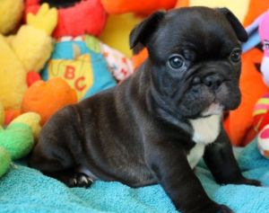 Stunning Blue And Blue Fawn French Bulldogs(***) ***-***2