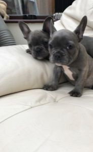 oh french bulldog pups for sale now