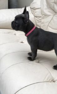 friends of the bread french bulldog pups for sale
