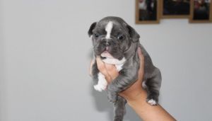 Amazing Quality French Bulldog Puppies