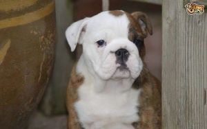 Blue Pied French Bulldog Carrie Choc Ready Now