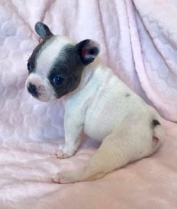 French Bulldog Puppies