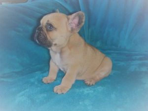 Fully Health Tested Girl Reday Sire Mr Choco Tan