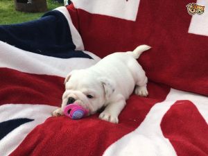 Quality Kc Registered Blue Fawn French Bulldogs