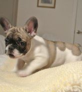 3 Boys Creamy Fawn Kc Reg Puppies Ready Soon