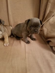 French bulldog puppies