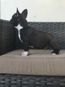 French Bulldogs